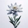 Poudre parfumée senteur edelweiss
