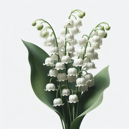 Poudre parfumée senteur muguet