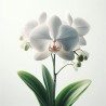 Poudre parfumée senteur orchidée blanche