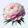 Poudre parfumée senteur pivoine
