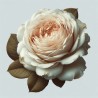 Suspension parfumée senteur rose ancienne
